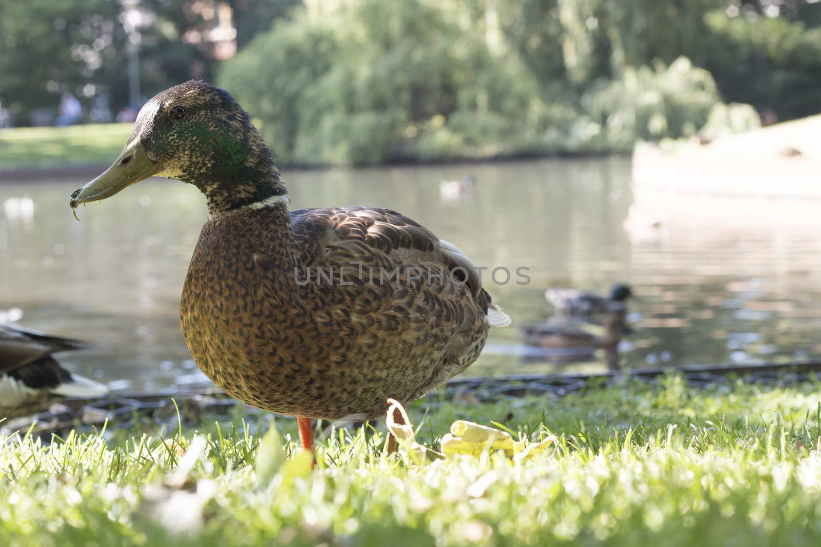 Wild duck, close-up