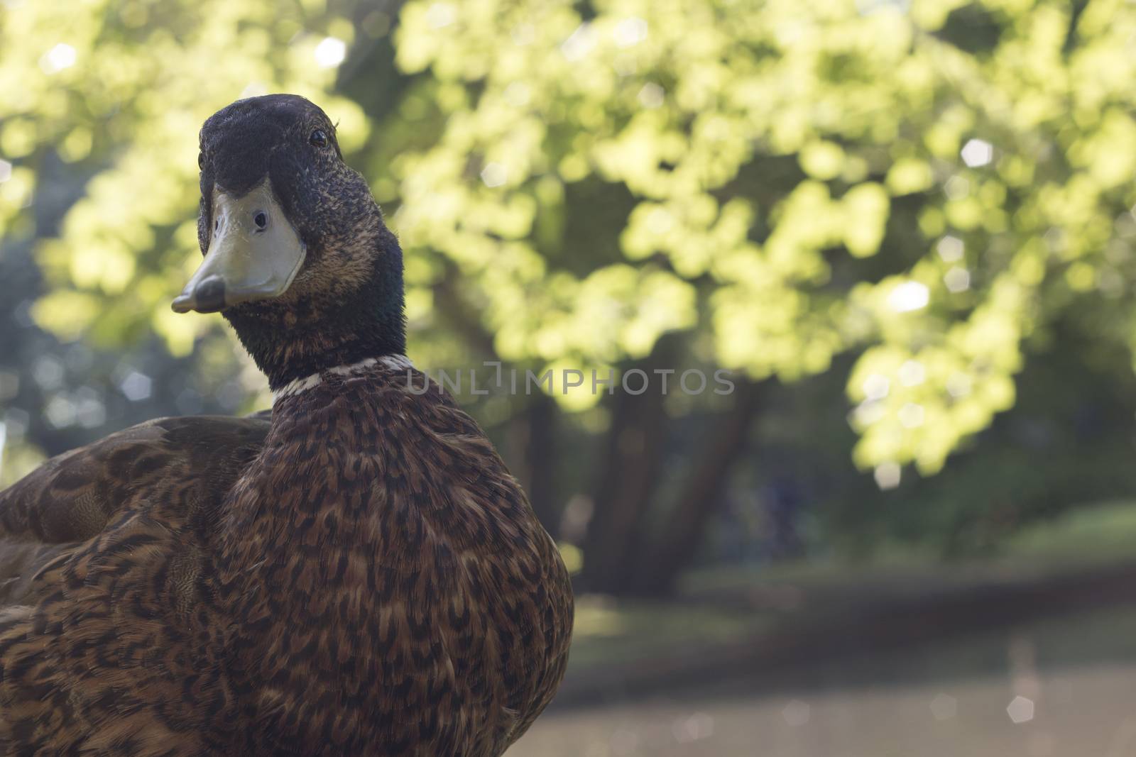 Wild duck, close-up