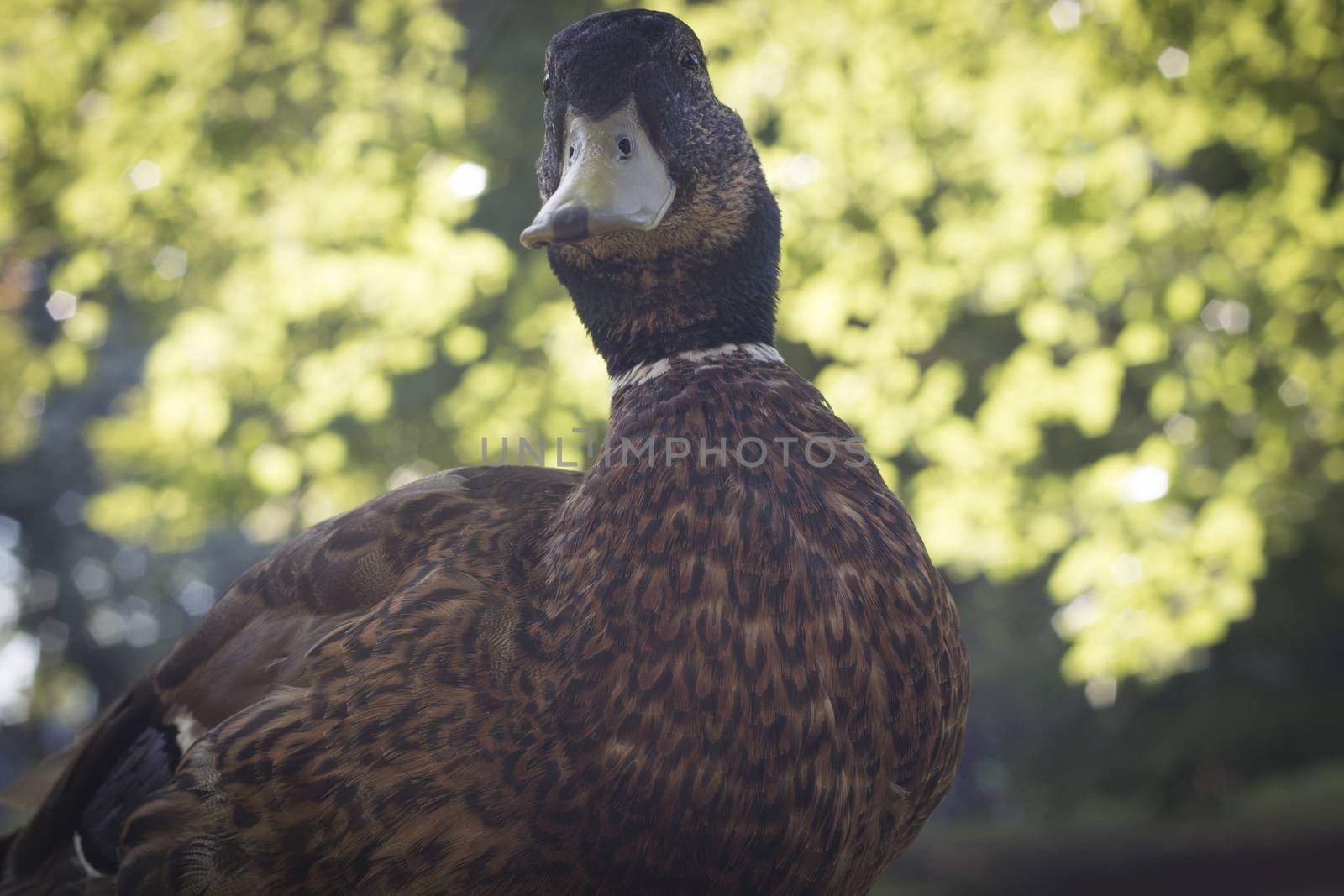 Wild duck, close-up