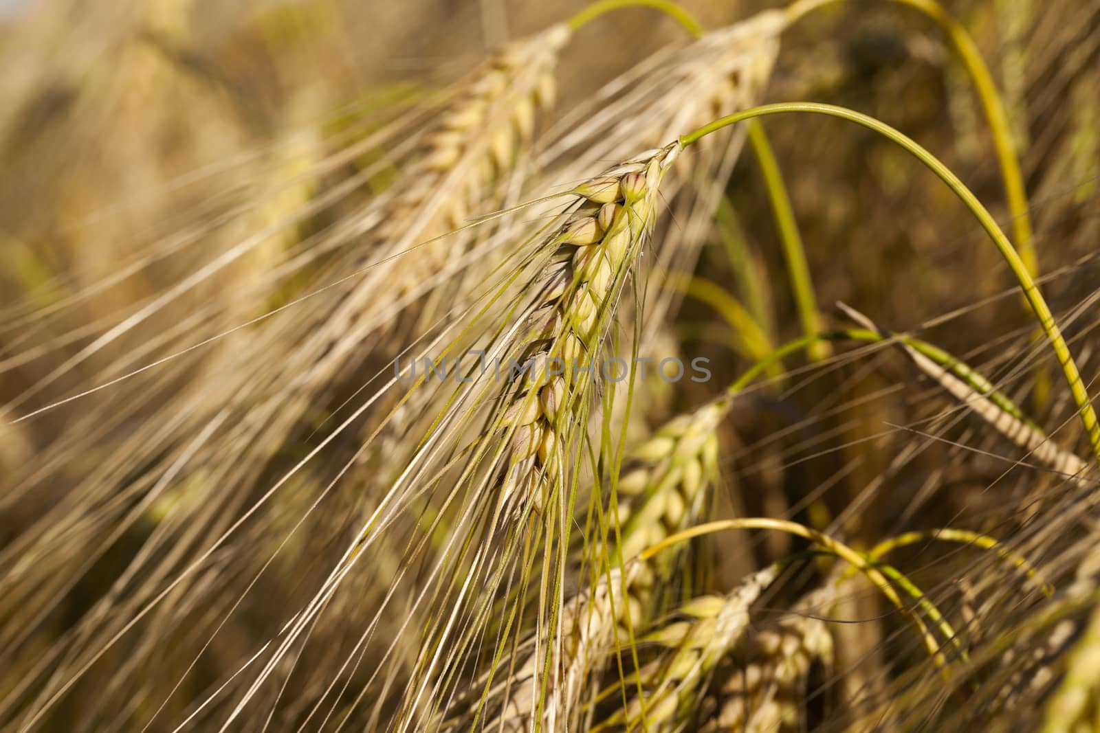   Agricultural field on which grow ripe yellowed cereals