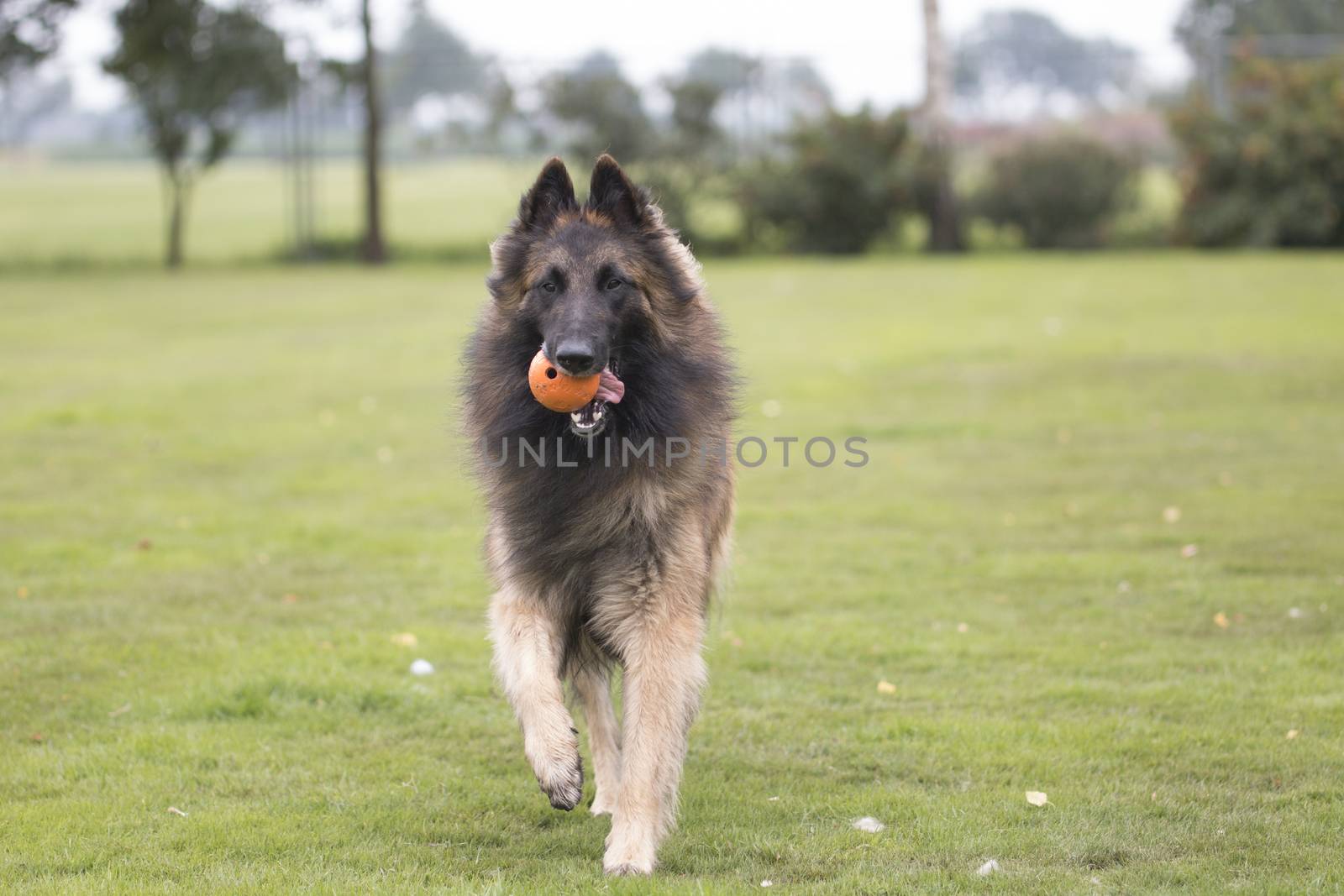 Dog, Belgian Shepherd Tervuren, running with ball