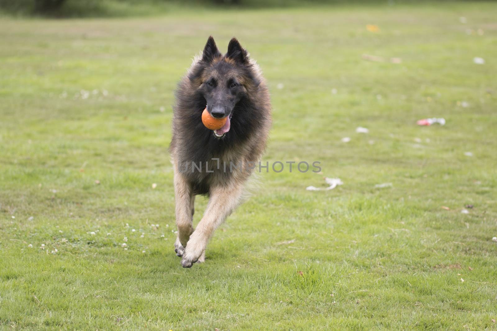 Dog, Belgian Shepherd Tervuren, running in grass