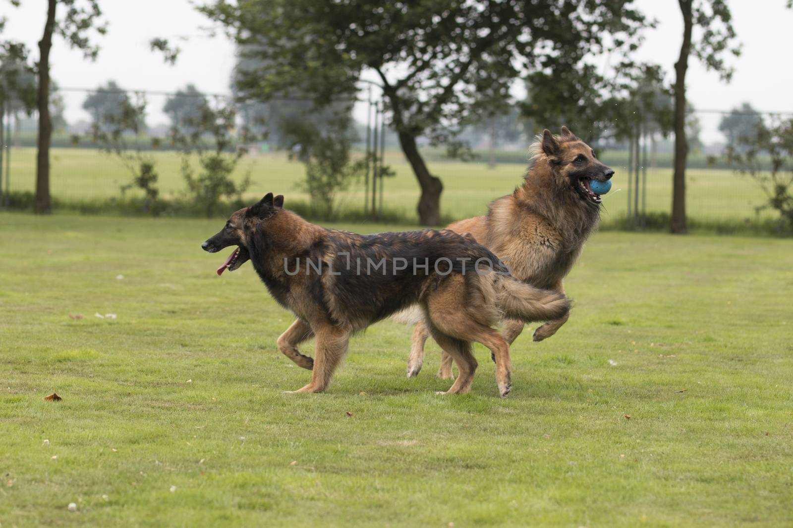 Two dogs, Belgian Shepherd Tervuren, playing in grass