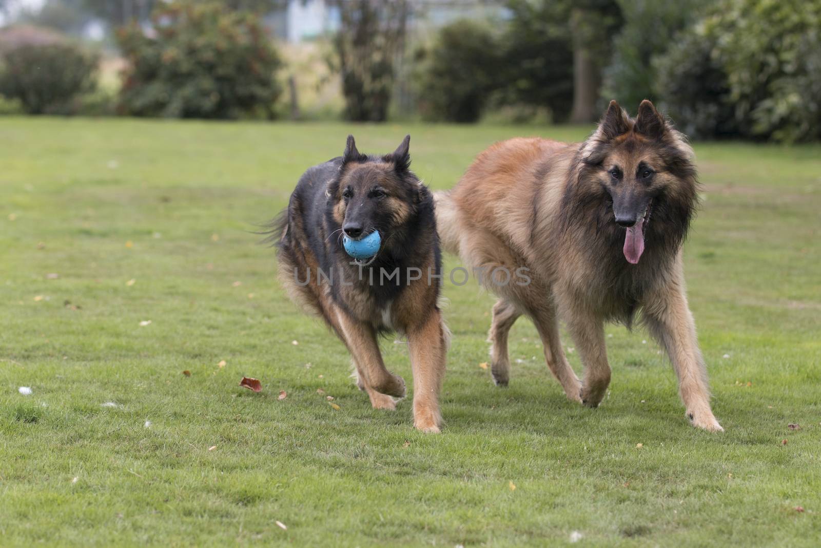 Two dogs, Belgian Shepherd Tervuren