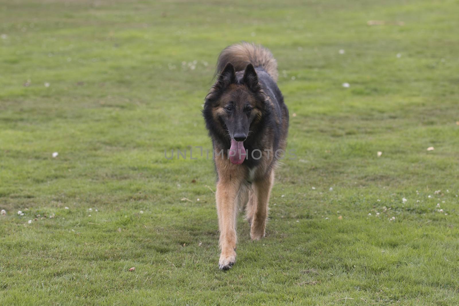 Dog, Belgian Shepherd Tervuren, running in grass