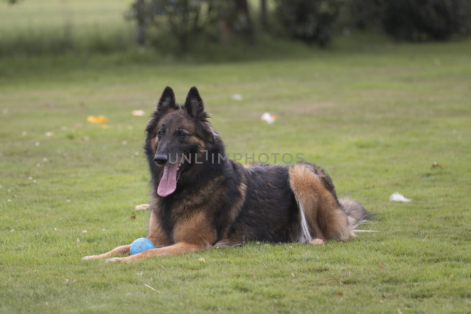 Dog, Belgian Shepherd Tervuren, lying in grass