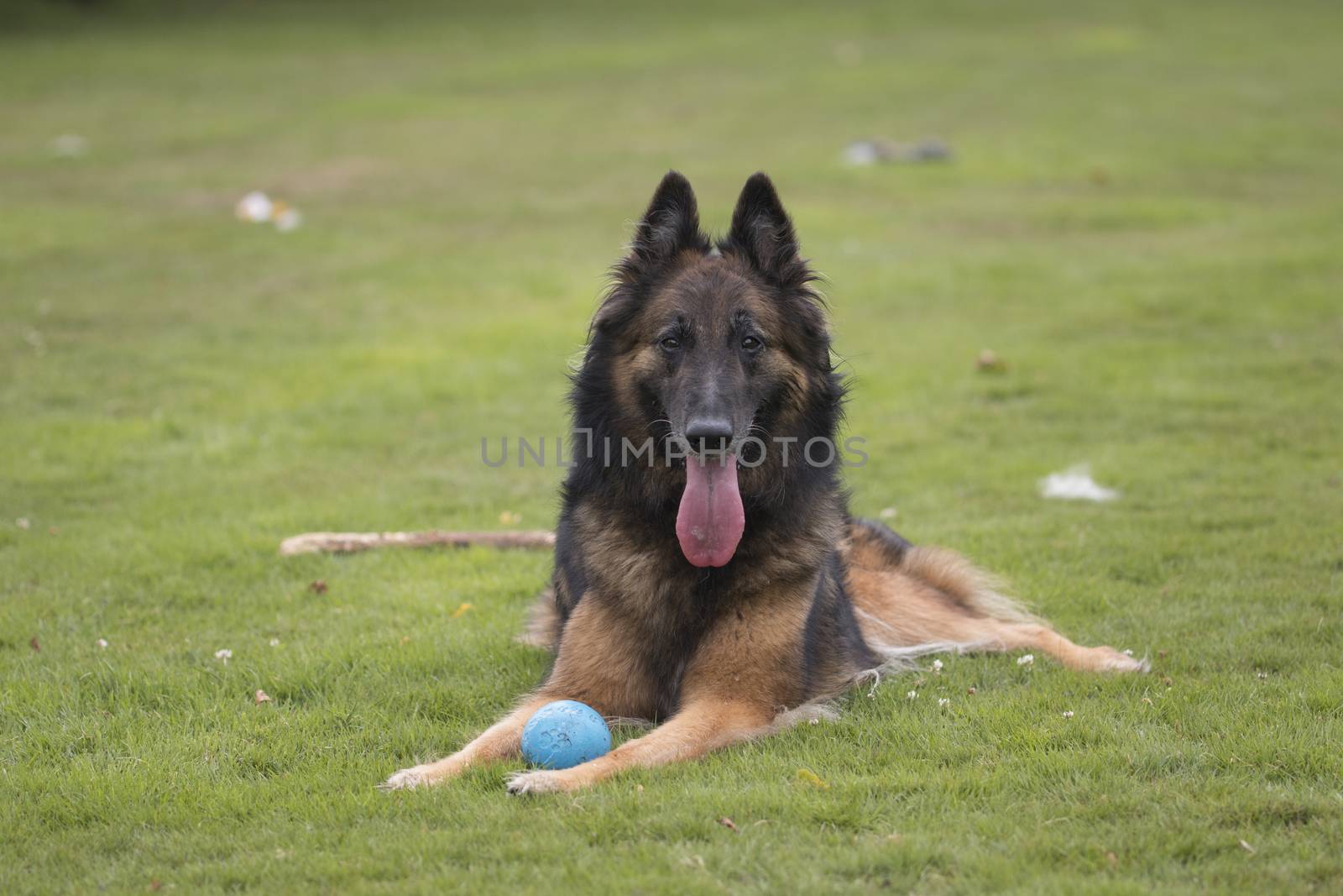 Dog, Belgian Shepherd Tervuren, lying