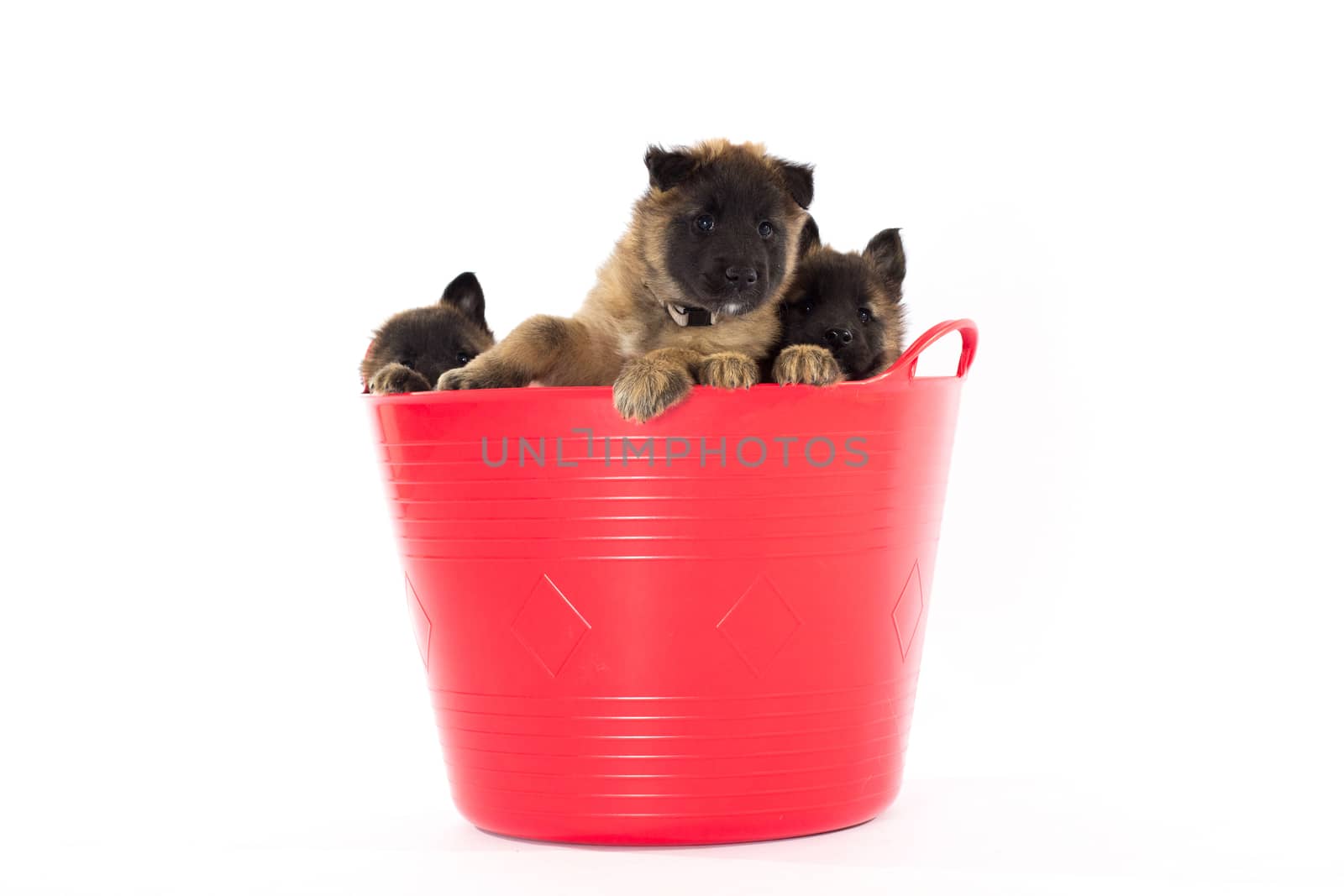 Three Belgian Shepherd Tervuren puppy's in plastic bucket, isolated on white studio background