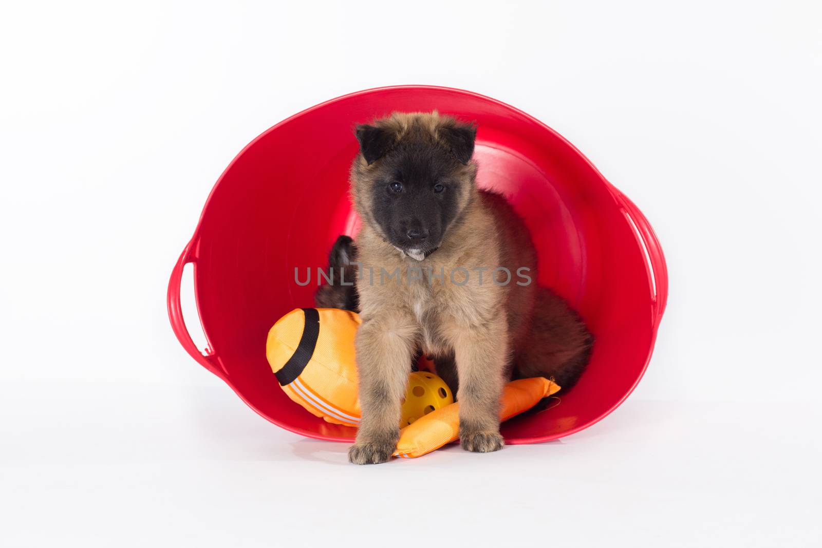 Belgian Shepherd Tervuren, puppy, standing in plastic bucket, isolated on white studio background