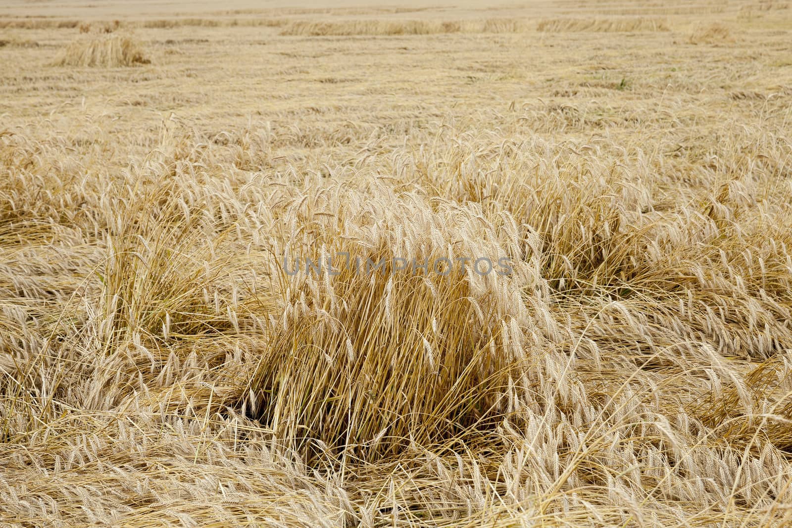  Agricultural field on which grow ripe yellowed cereals