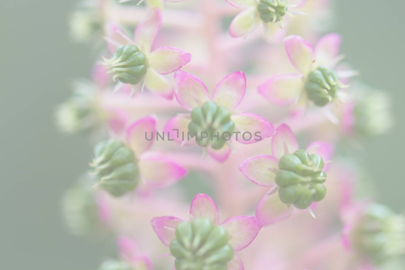 American Pokeweed, blurred for background or template