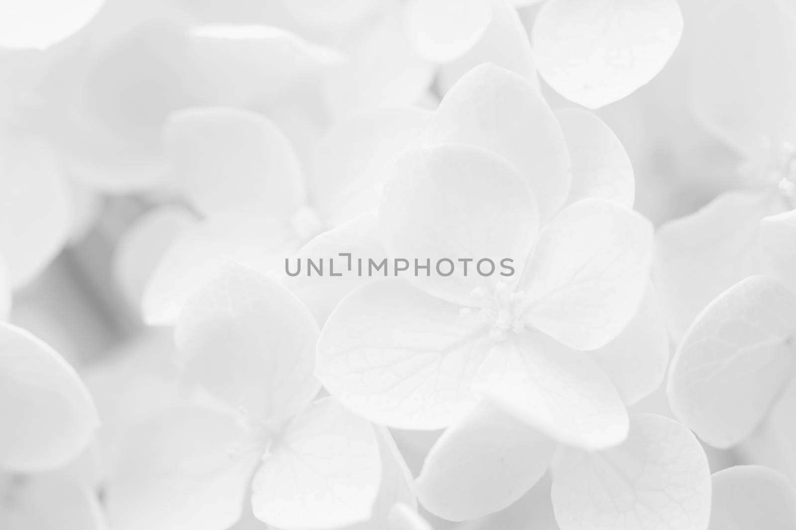 Hydrangea, Hortensia, blurred for background or template