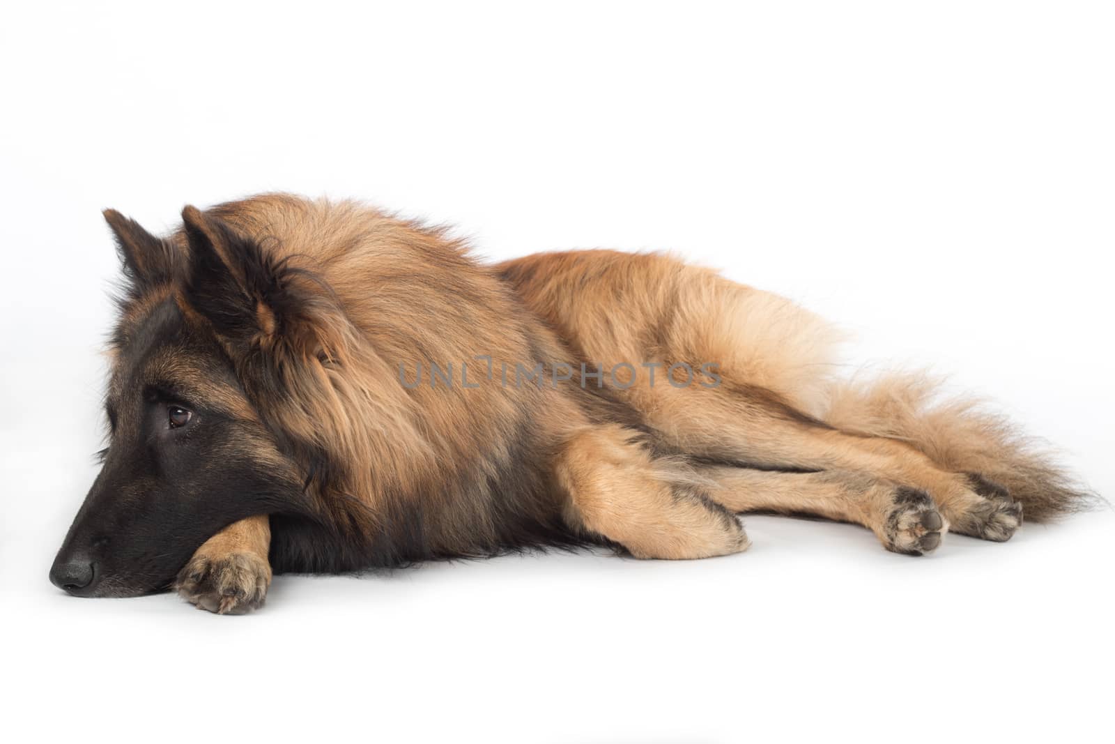 Dog, Belgian Shepherd Tervuren, lying, isolated on white studio background