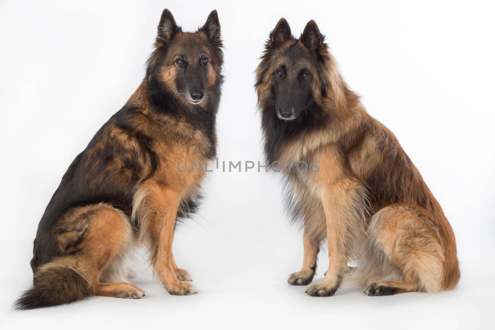 Two dogs, Belgian Shepherd Tervuren, sitting, isolated on white studio background