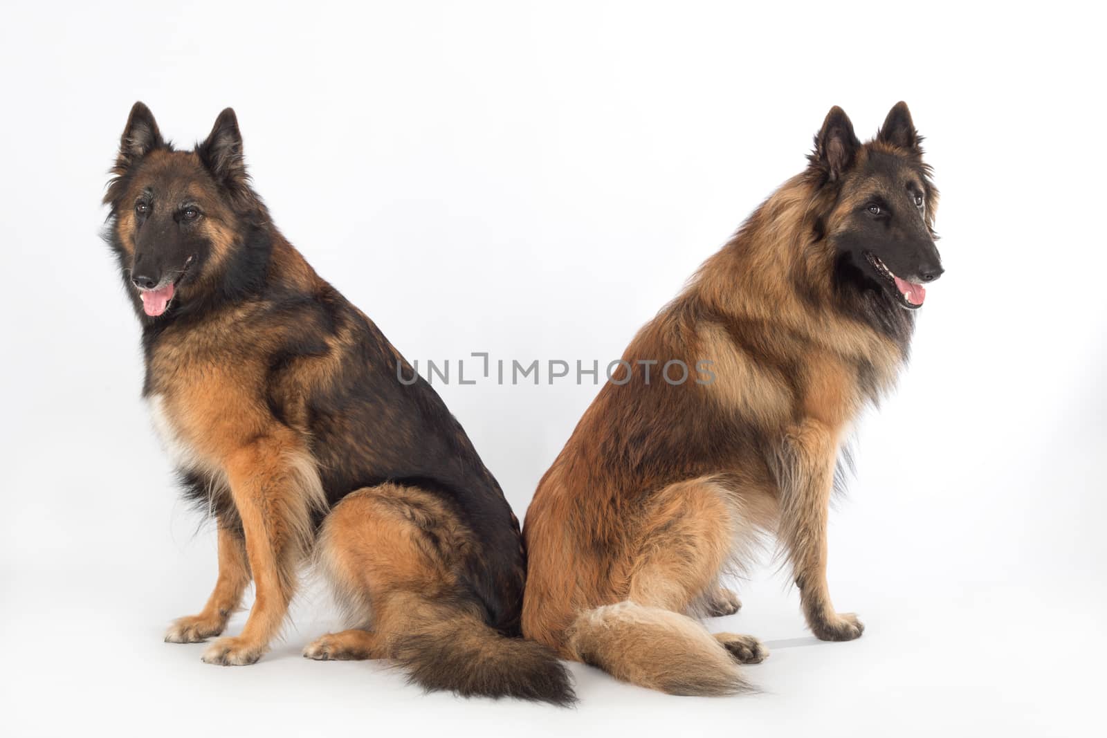 Two dogs, Belgian Shepherd Tervuren, sitting, isolated on white studio background