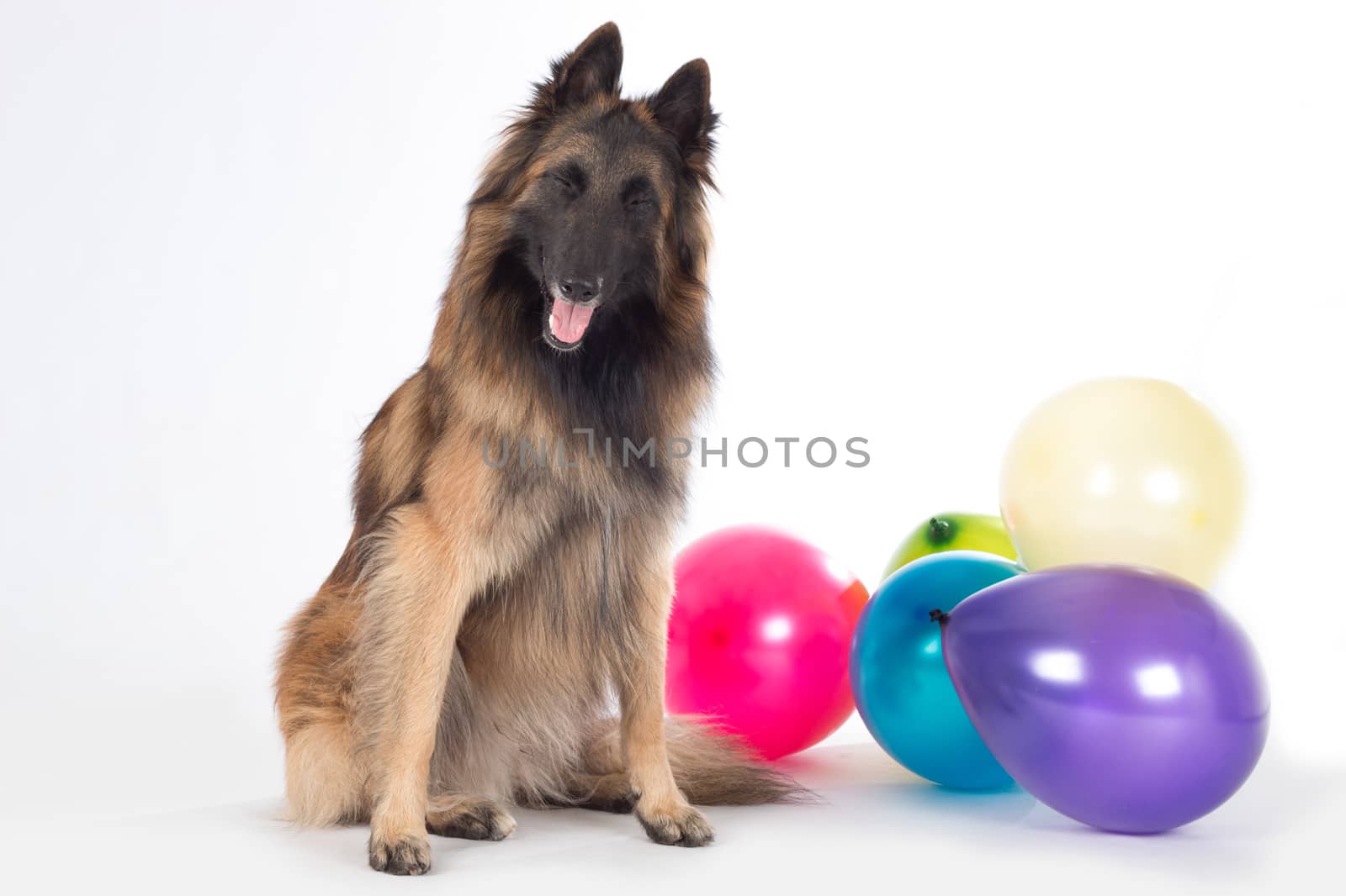 Dog, Belgian Shepherd Tervuren, sitting with eyes closed, colored balloons, isolated on white studio background