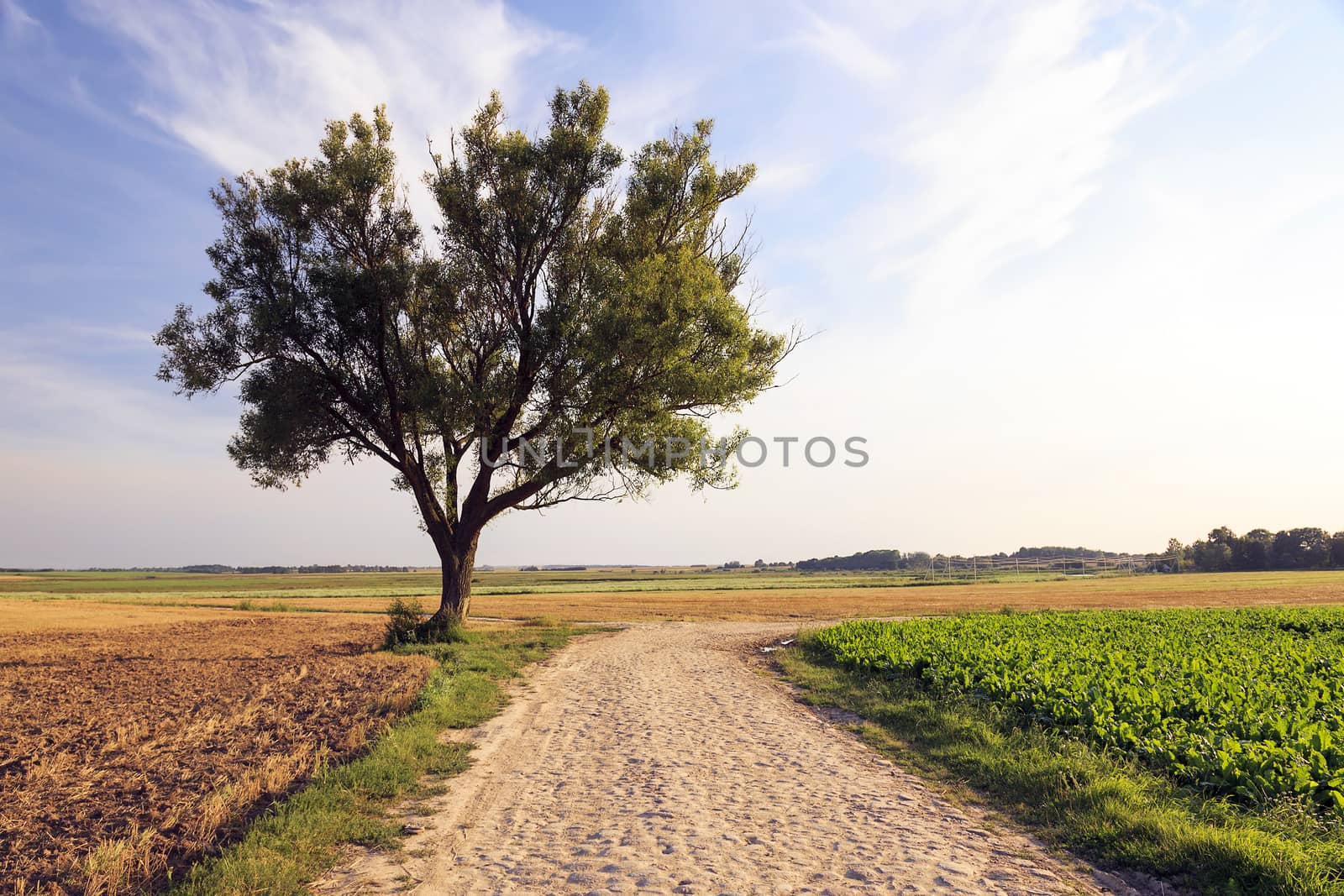 Spring road , countryside   by avq