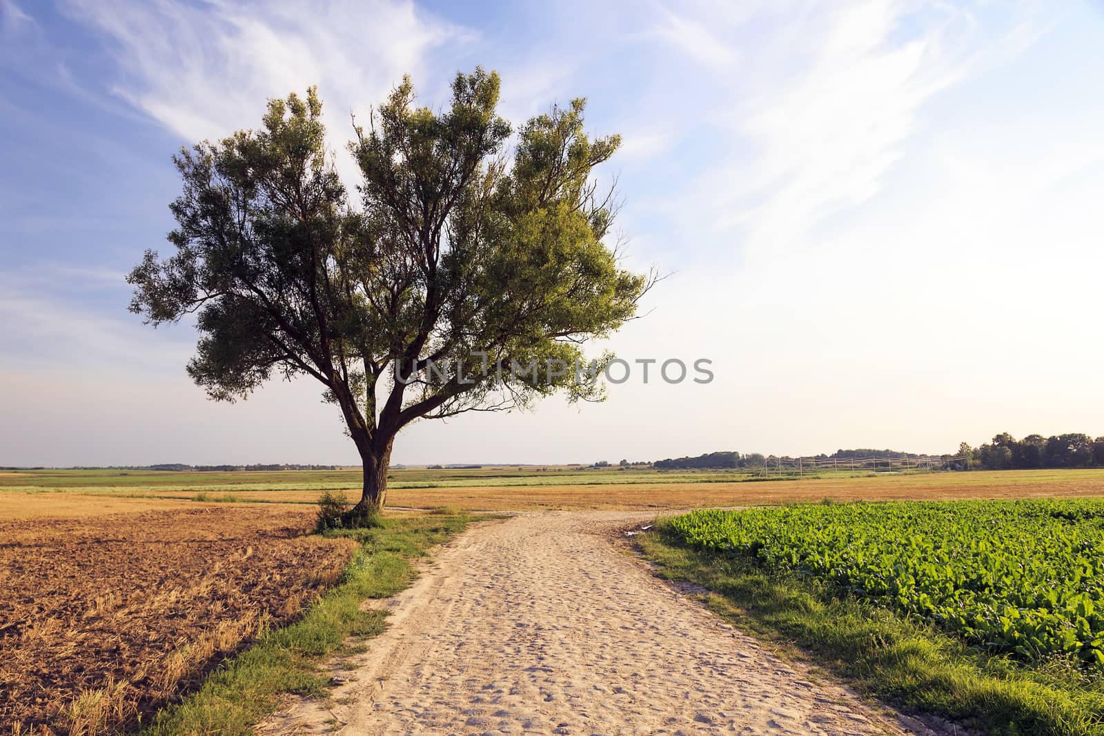   road, located in the countryside in the spring  season