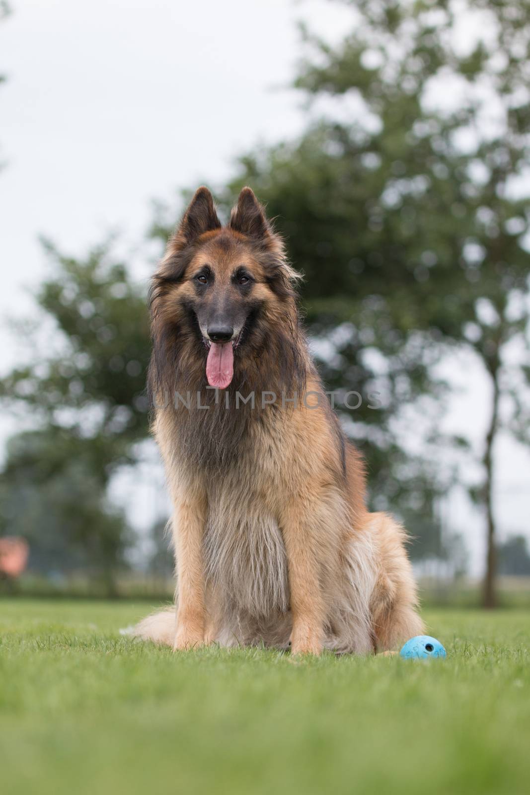 Dog sitting in grass