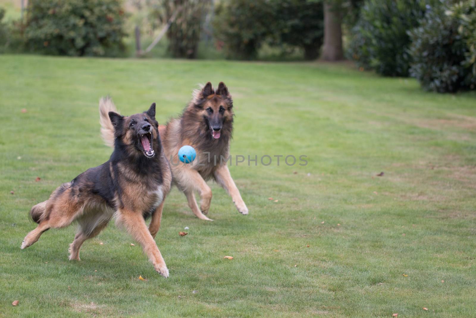 Two dogs running after ball in grass