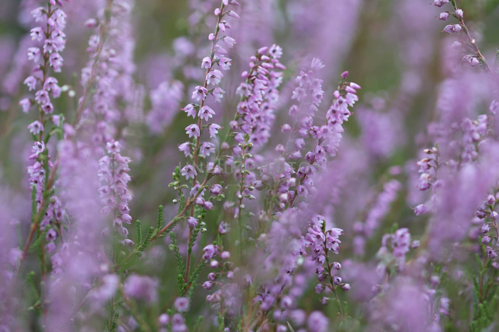 Heath, close up, macro