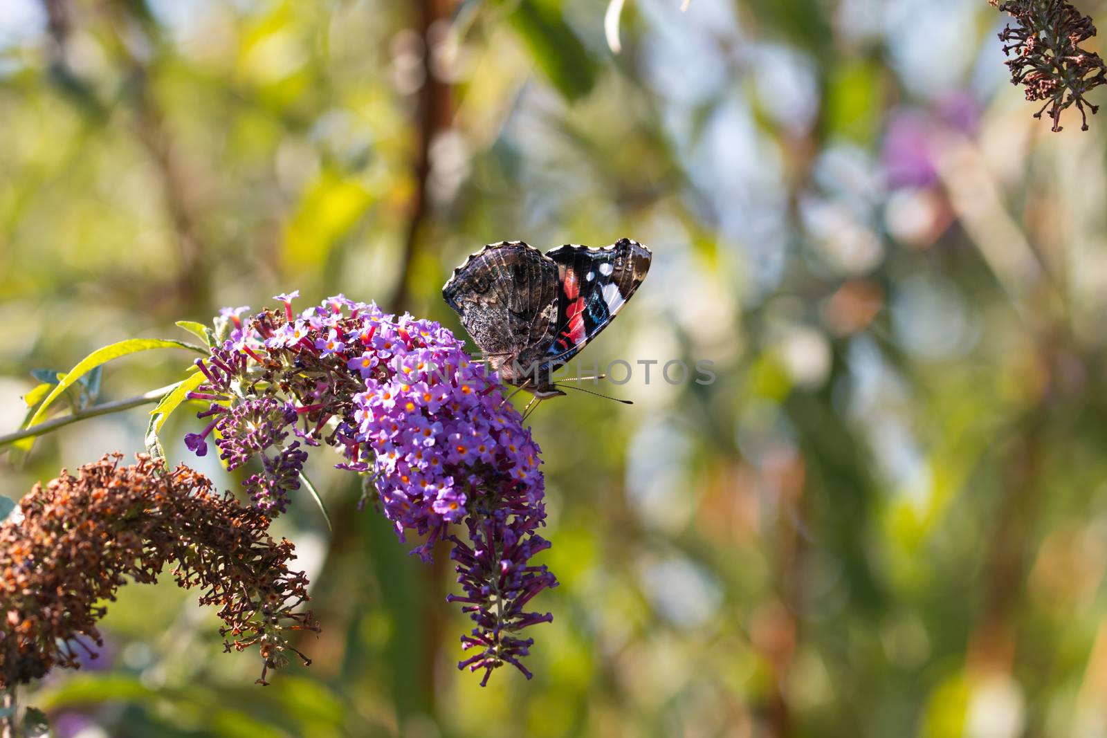 peacock butterfly on flower