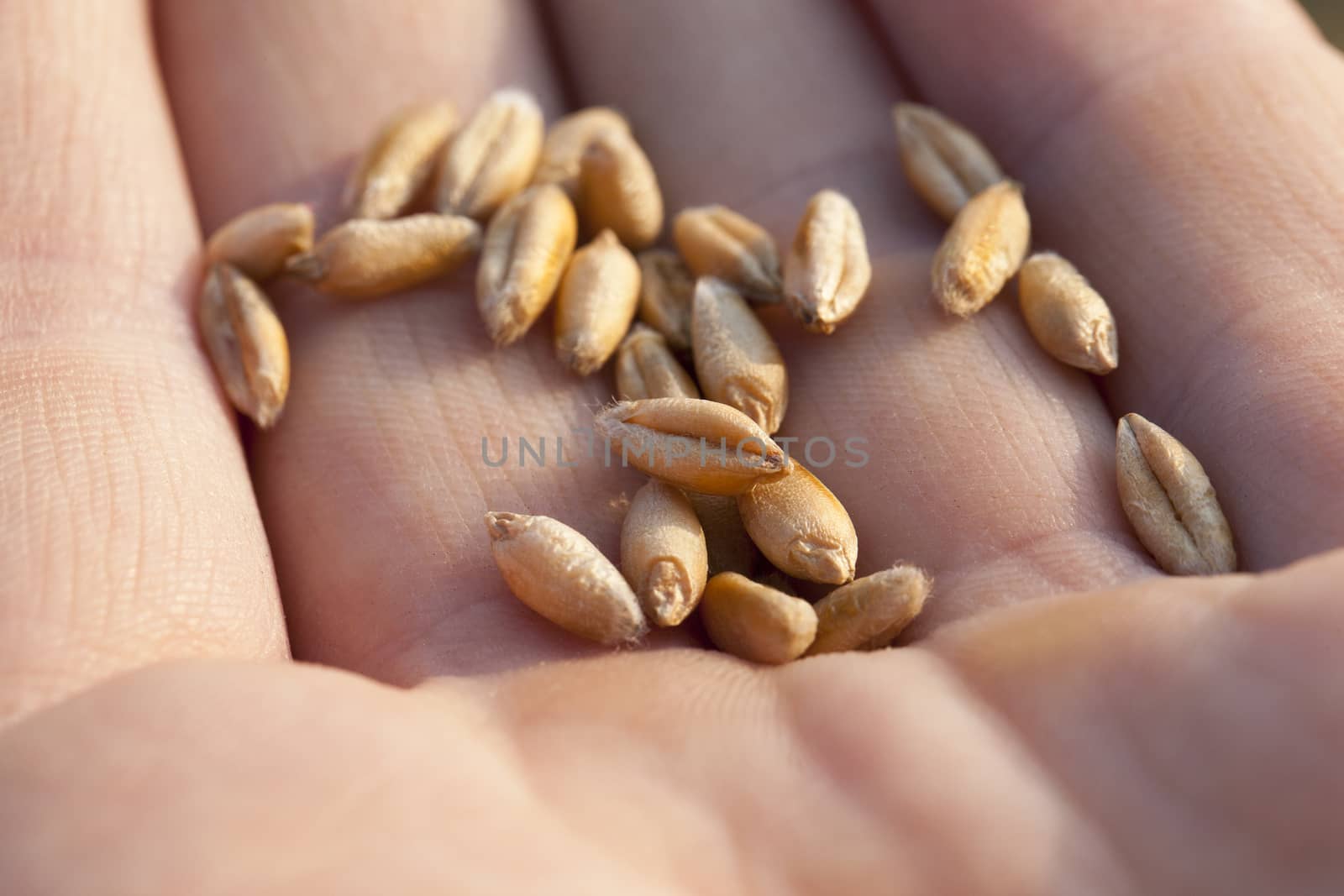  ripe yellow wheat lying in the hand, is photographed close-up