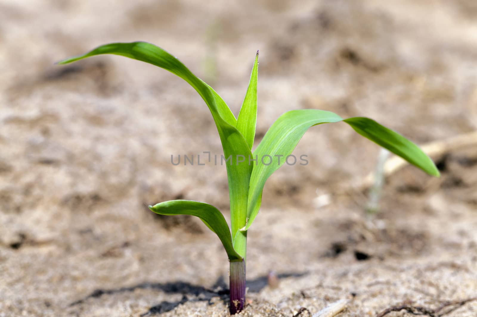   small new sprout of corn photographed close up