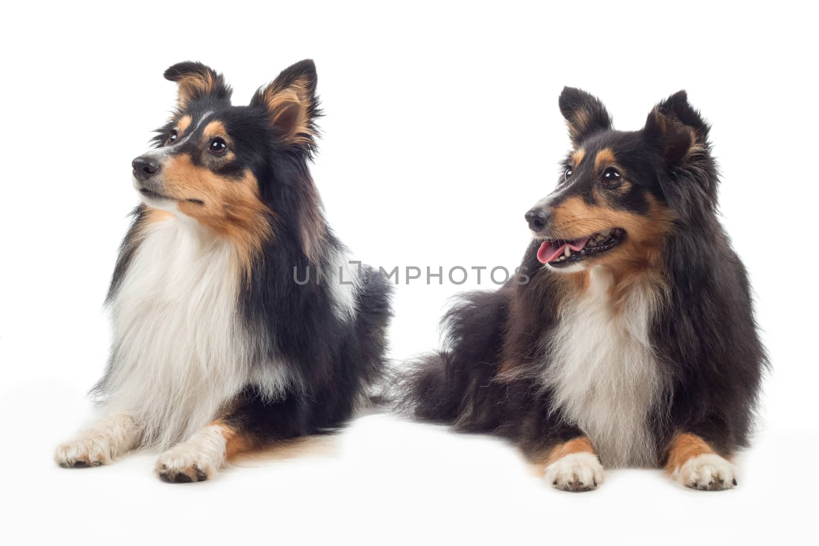 Two Shetland Sheepdogs laying, isolated on white studio background