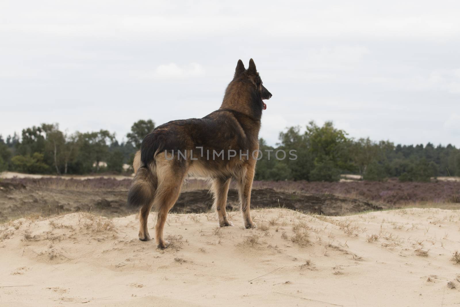 Dog, Belgian Shepherd Tervuren, looking out over dunes, camera from behind