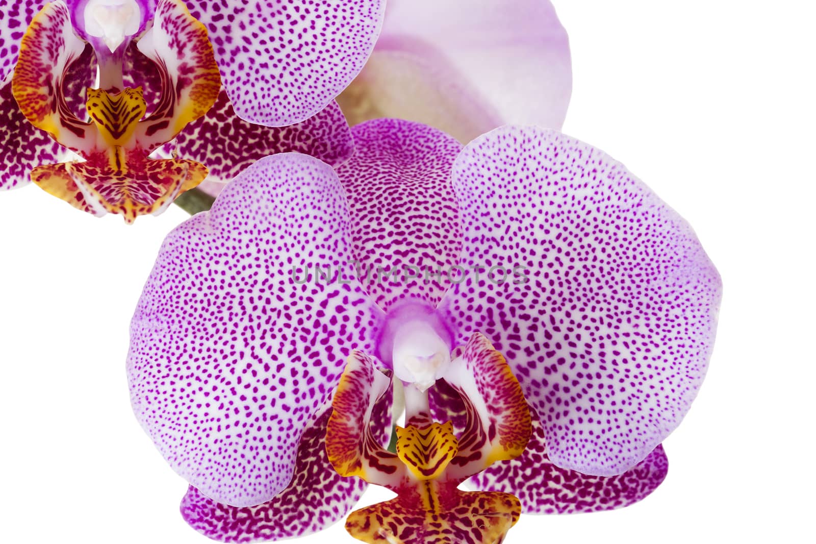   photographed close-up flowers of pink orchids isolated on white