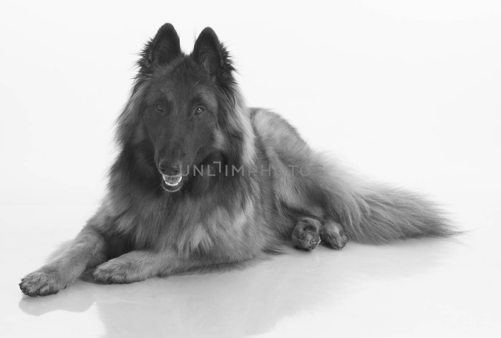 Dog, Belgian Shepherd Tervuren, isolted black and white, shiny white floor