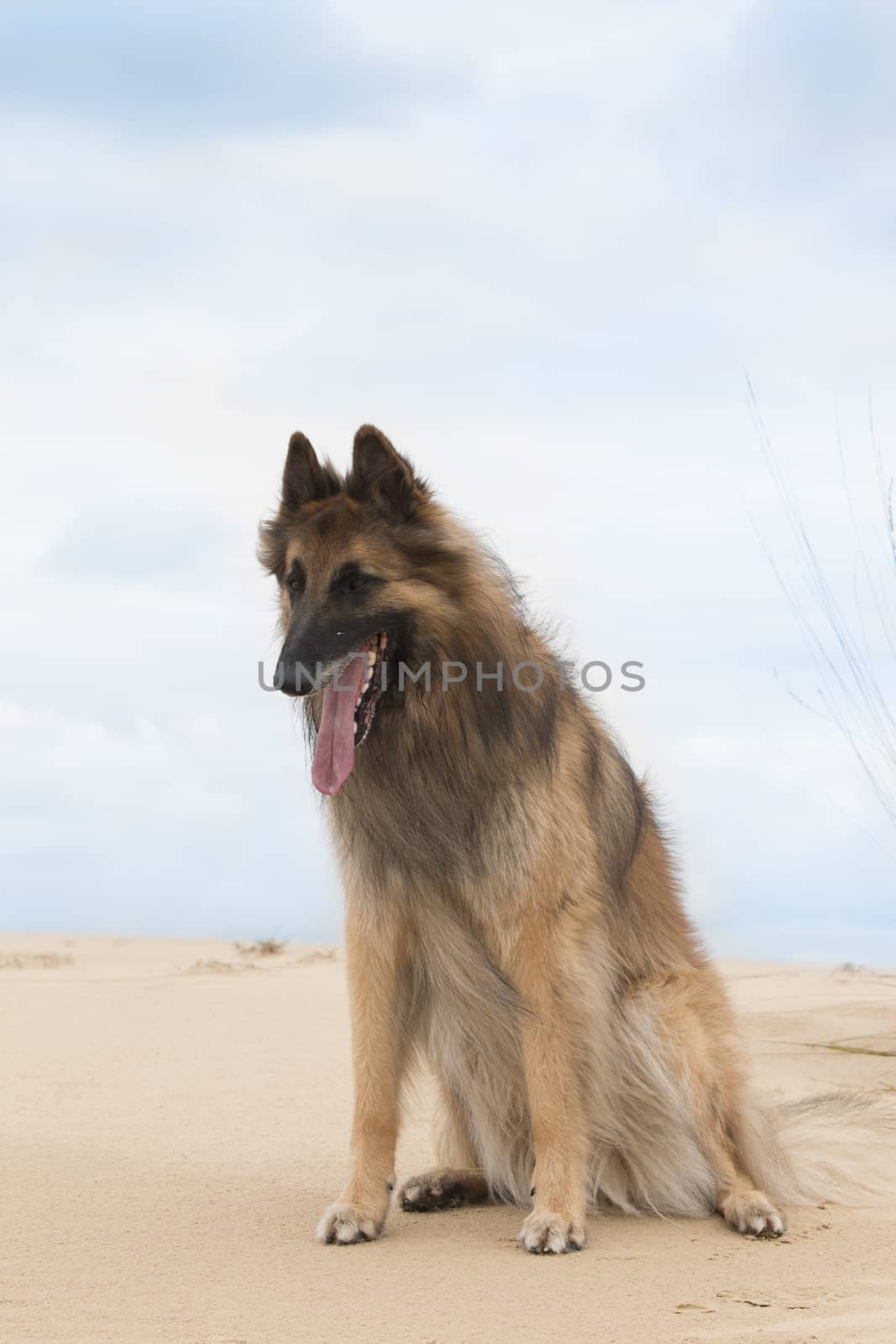 Dog, Belgian Shepherd Tervuren, sitting on sand, looking down, blue cloudy sky