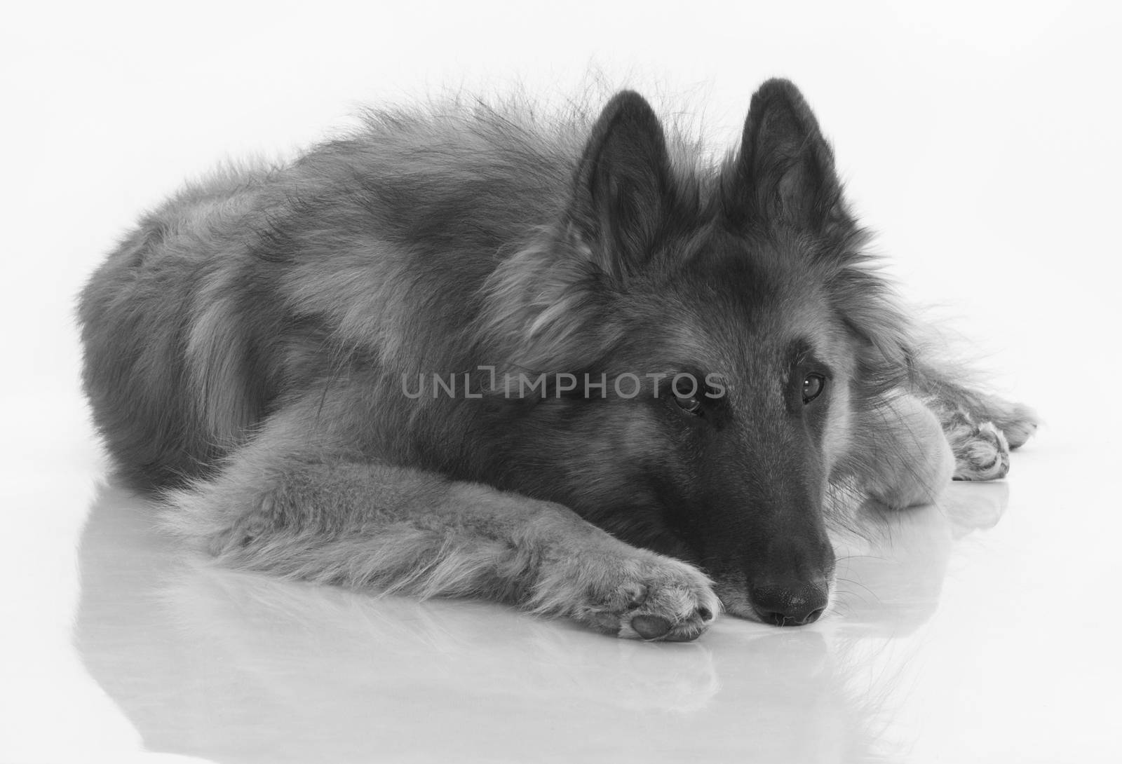 Dog, Belgian Shepherd Tervuren, black and white, isolated on shiny white floor