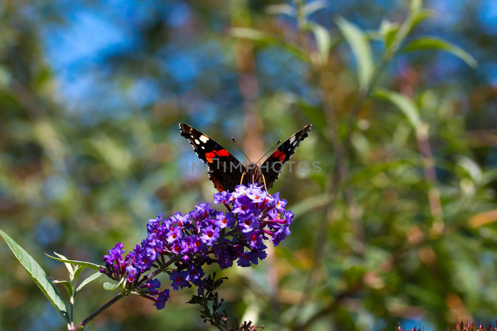 peacock butterfly on flower