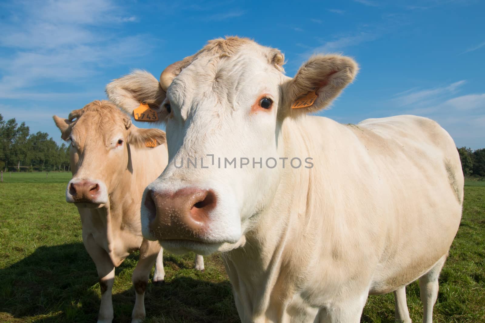 two cows with blue sky
