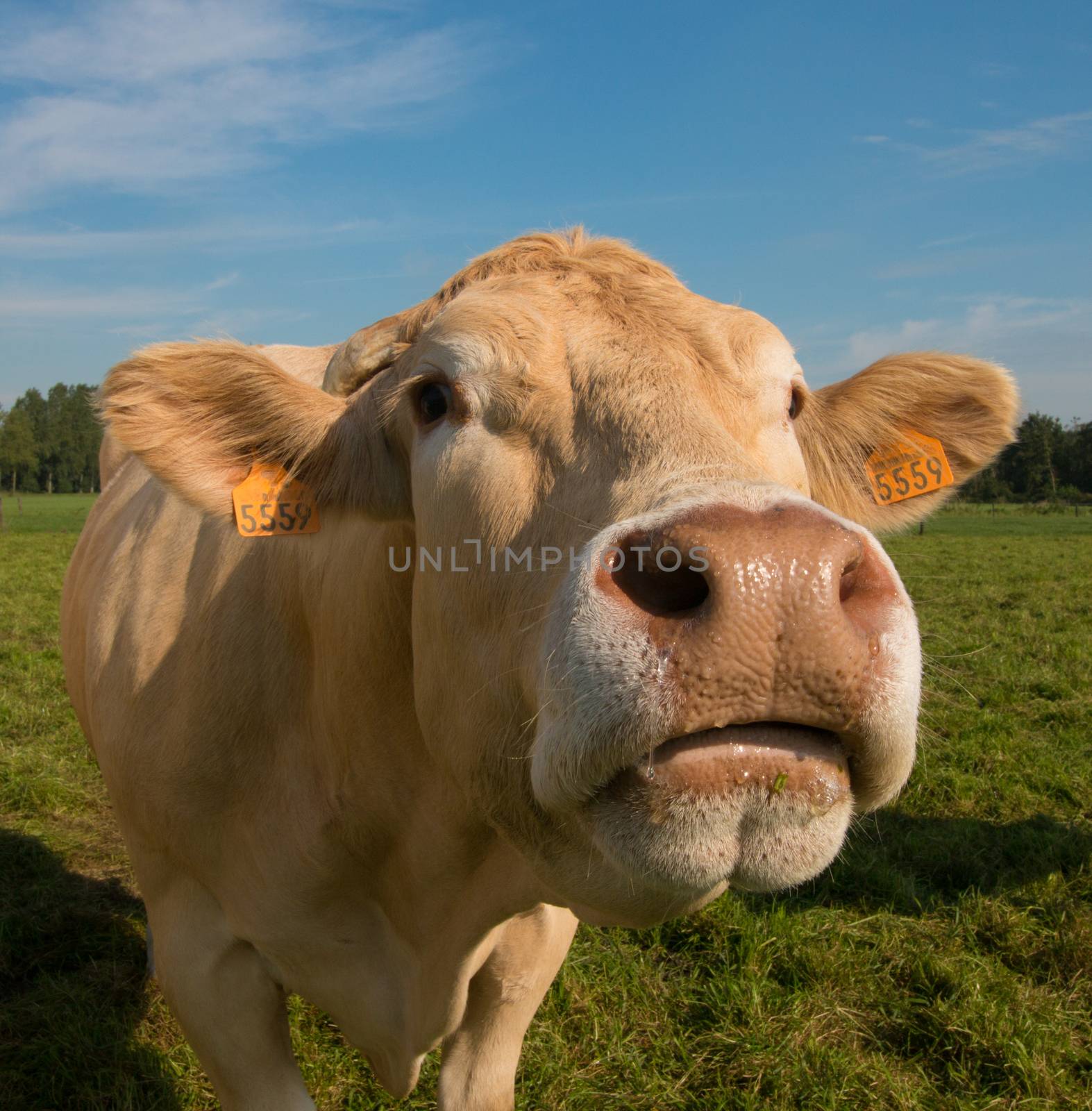 closeup of cow