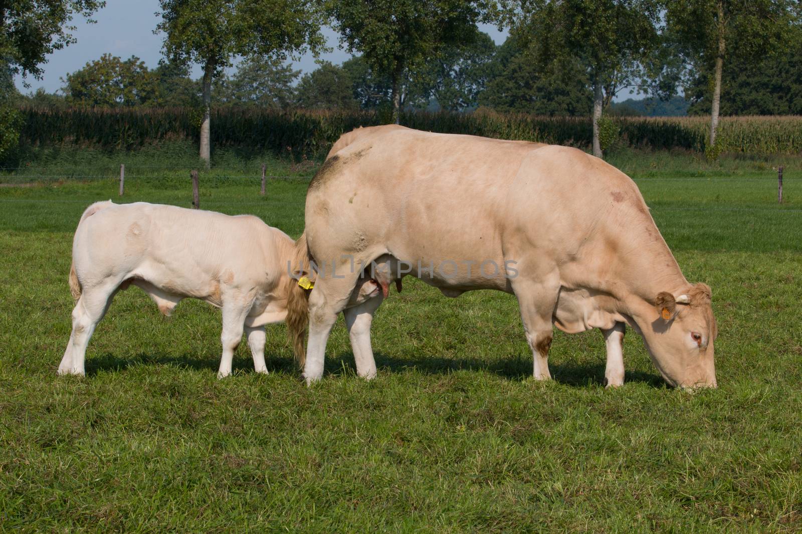 Young bull drinking milk from cow