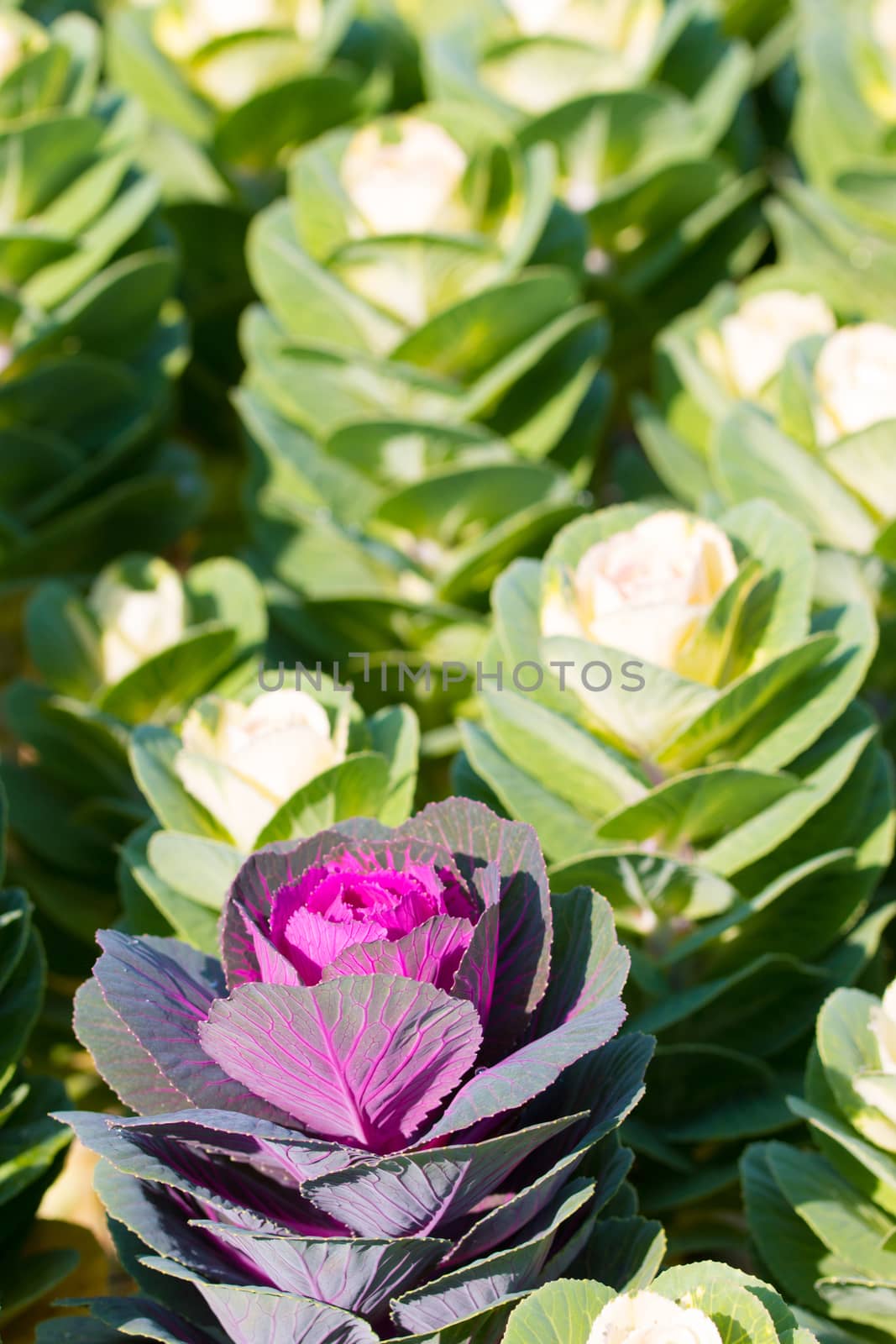 Cabbage flower closeup, blurred background