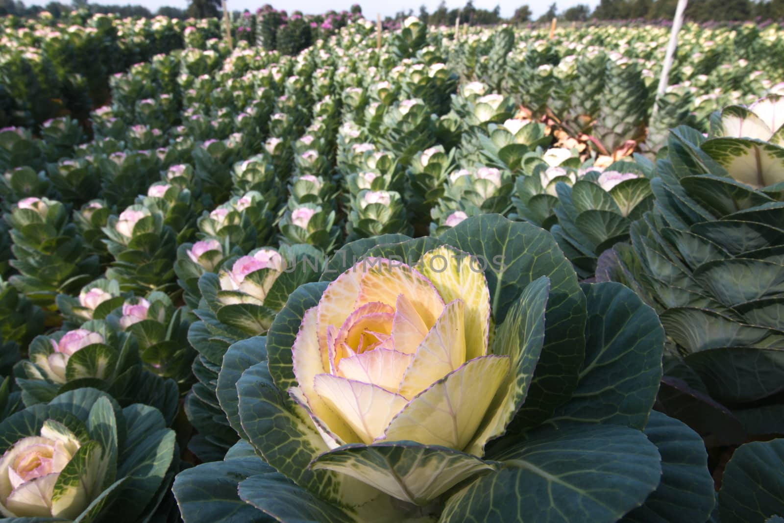 Closeup of cabbage flower
