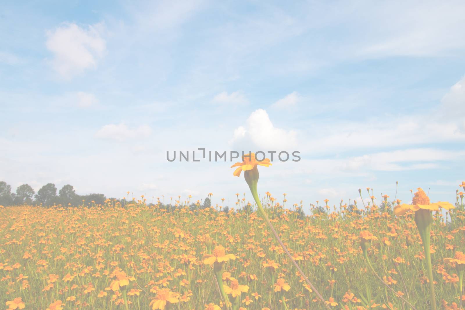 Orange flowers and blue sky, burred for background, template or presentation