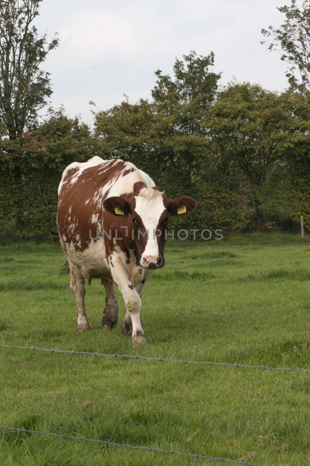 brown and white cow in grassland