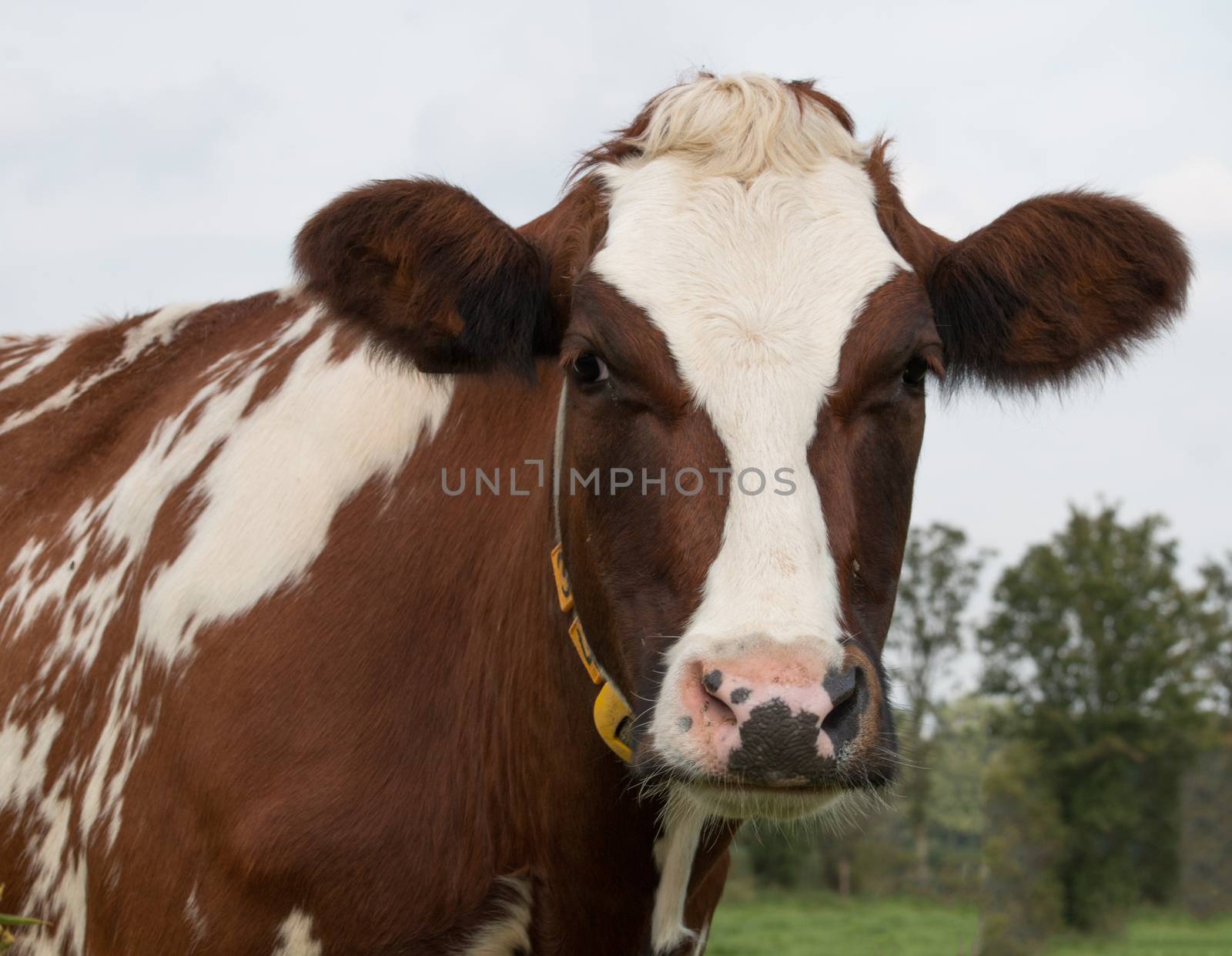 Closeup of cow