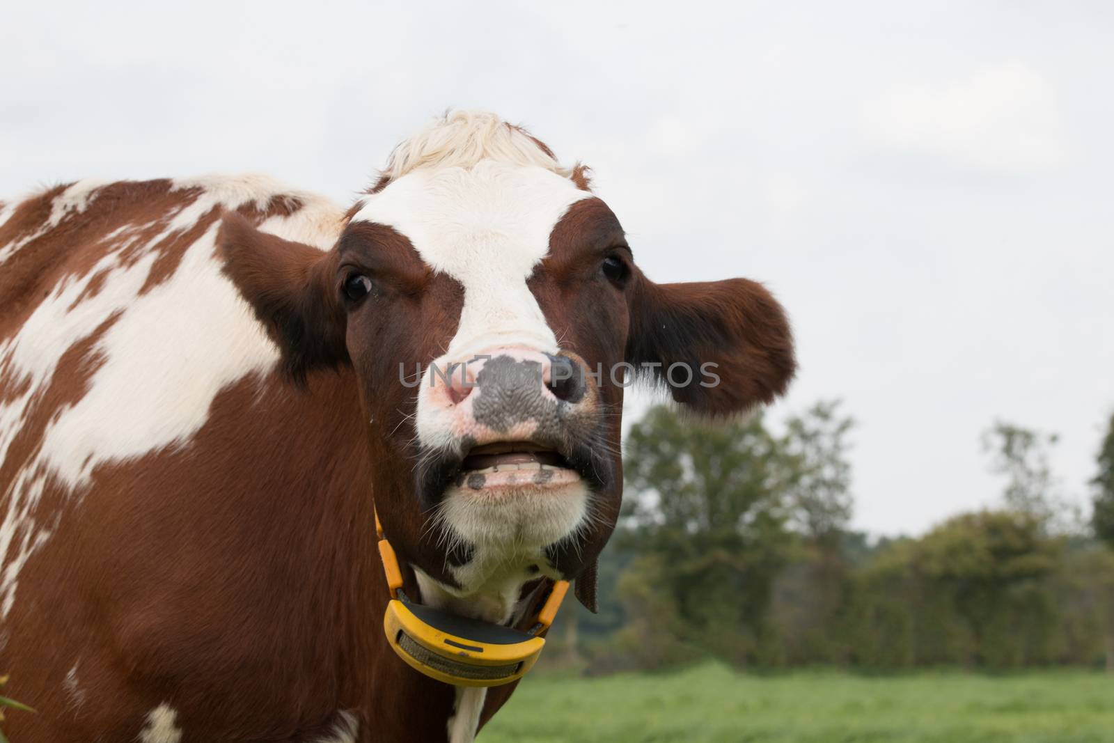 closeup of cow