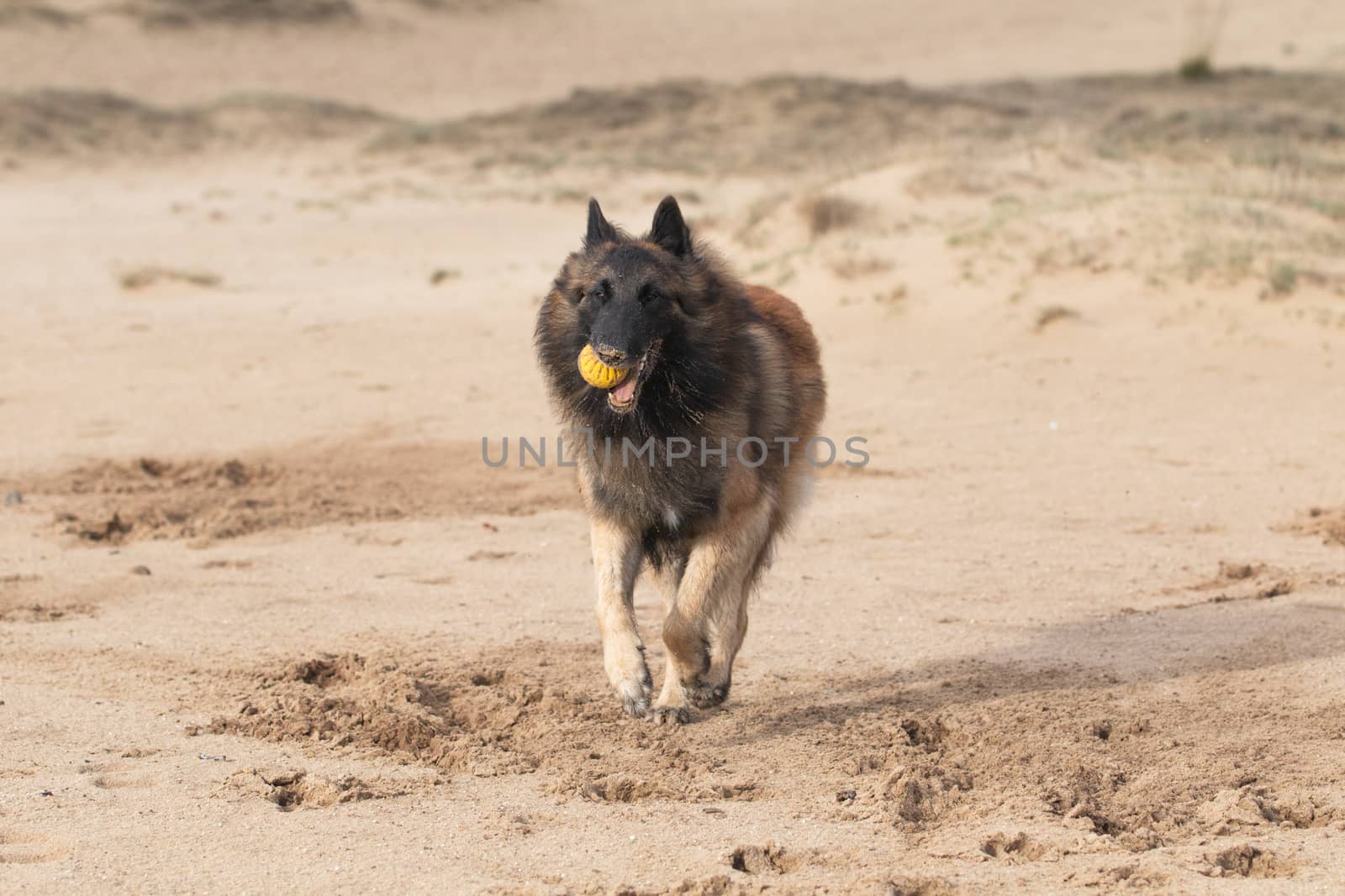 Belgian Shepherd Dog, Tervuren, running in sand