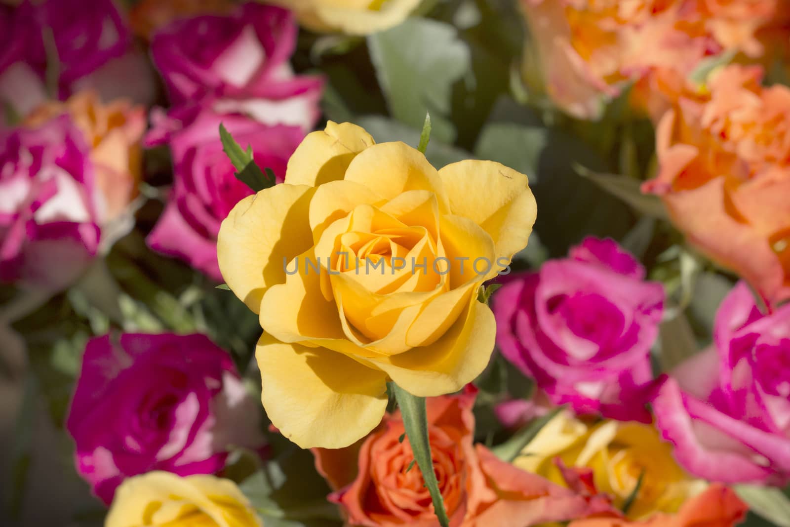 Yellow rose in coloured bouquet