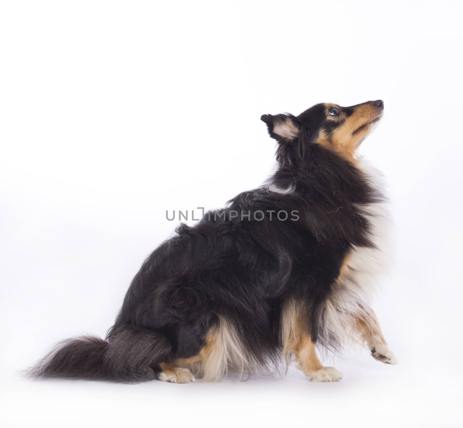 Dog, Shetland Sheepdog, isolated on white background