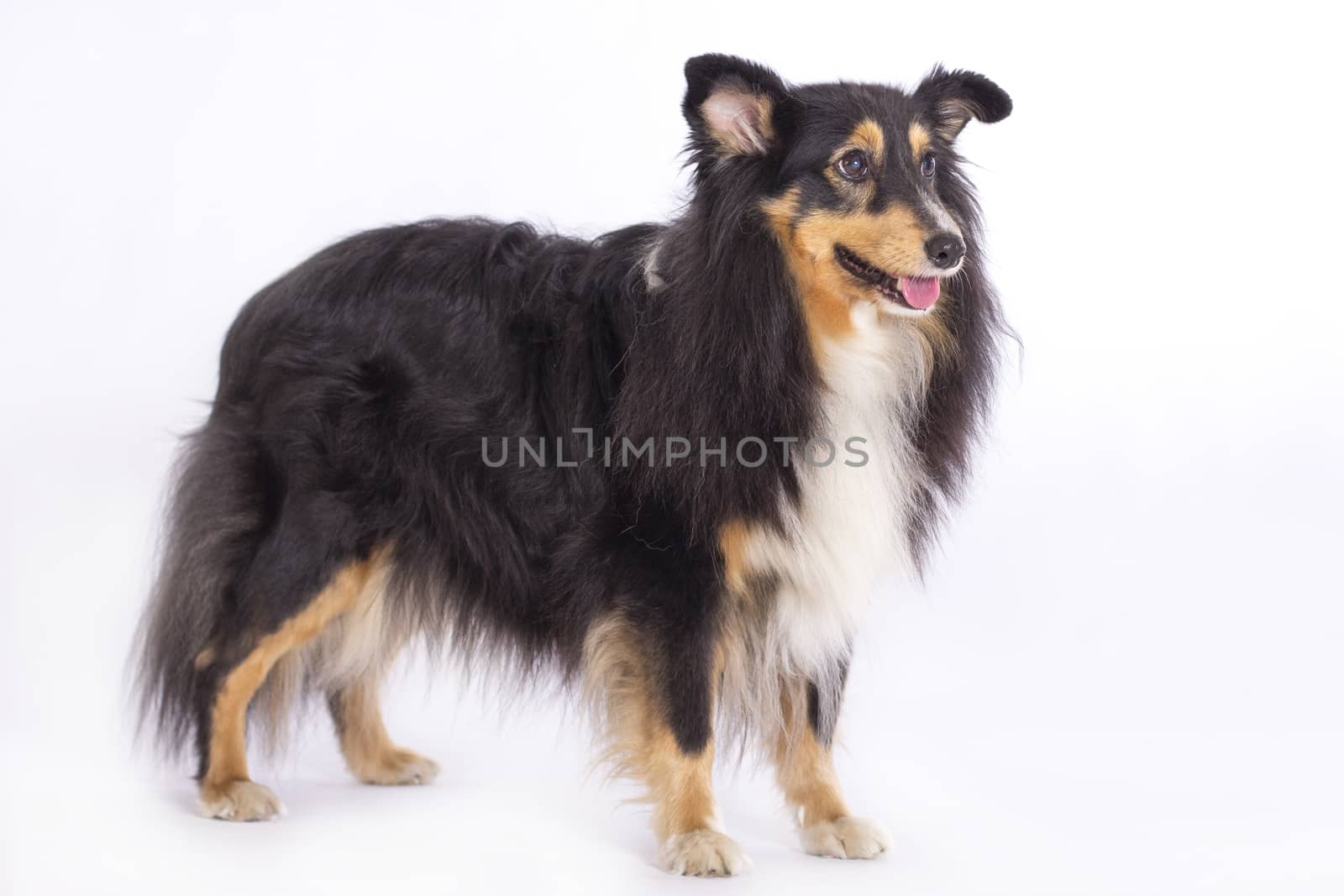 Shetland Sheepdog, standing isolated on white studio background