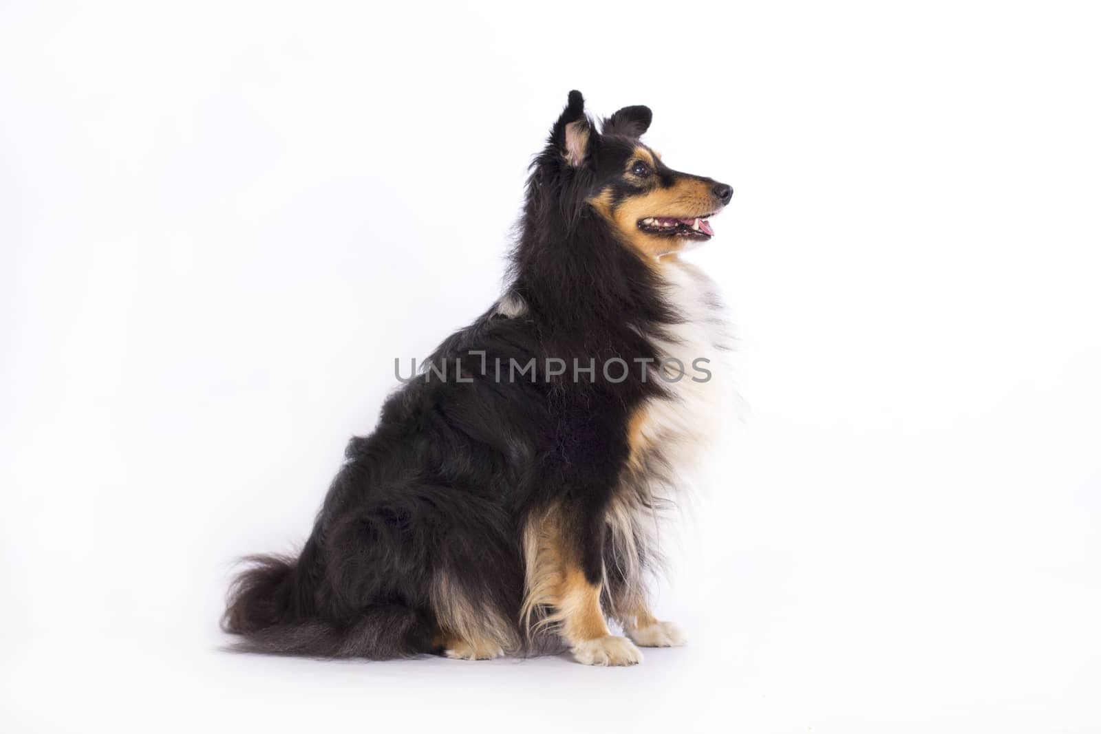 Shetland Sheepdog, sitting isolated on white studio background