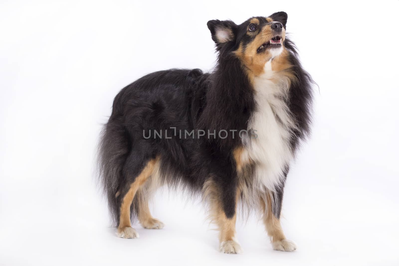 Shetland Sheepdog, standing isolated on white background